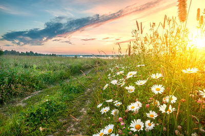 Scenic view of flowering plants on land against sky during sunset