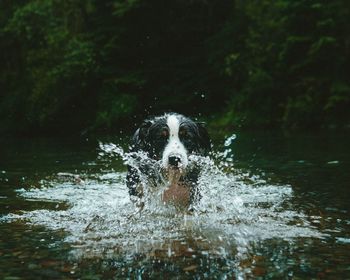 Portrait of dog in lake