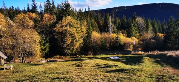 Trees by plants during autumn