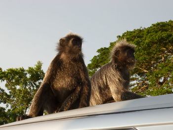 Low angle view of monkey over car