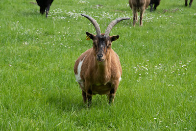 Horse standing in a field