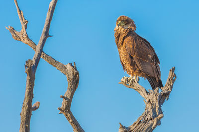 Low angle view of eagle perching on tree against sky