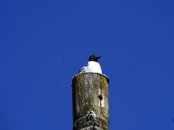 Low angle view of seagull perching on wooden post against blue sky