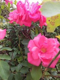 Close-up of pink roses