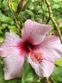 Close-up of wet pink flower