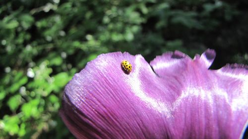 Close-up of insect pollinating on pink flower