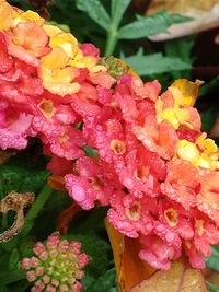 Close-up of pink flowers blooming outdoors