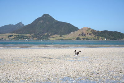 Birds flying over beach against clear sky