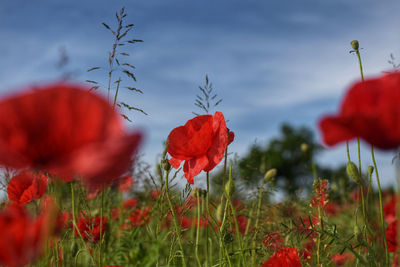 Close-up of red poppy flowers on field against sky