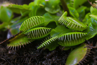 Close-up of fern on plant