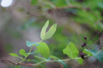 Close-up of flowering plant