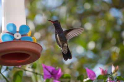 Close-up of bird flying