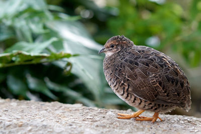 Close-up of a bird