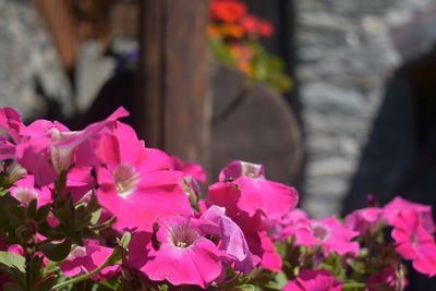 Close-up of pink flowering plants