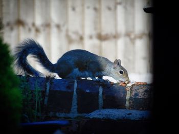 Squirrel eating on stone wall