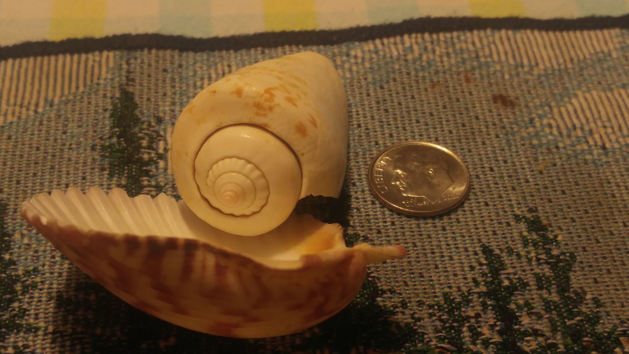 no people, yellow, food and drink, snail, high angle view, shell, close-up, art, indoors, nature, still life, drink, pattern, animal shell, refreshment, table