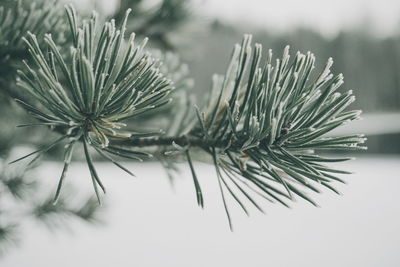 Close-up of pine tree during winter