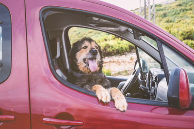 Dog tilted out from the car window