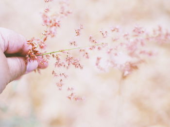 Close-up of hand holding pink cherry blossom