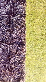 Close-up of grass on field