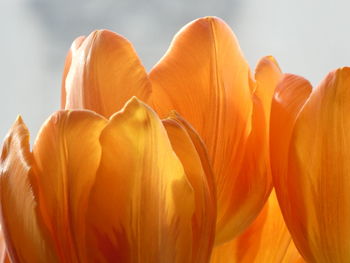 Close-up of orange flower