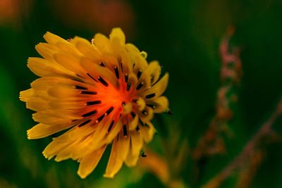 Close-up of yellow flower blooming outdoors