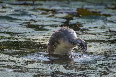 Duck swimming in lake