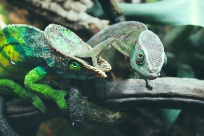 Close-up of lizard on branch