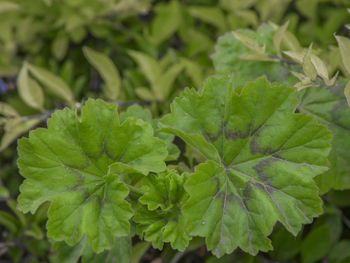 Close-up of green leaves