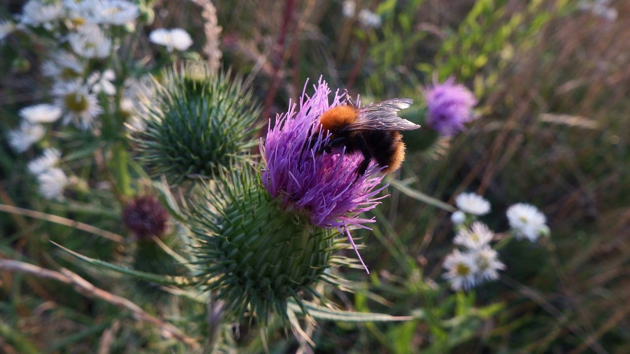 flower, freshness, fragility, growth, purple, focus on foreground, flower head, close-up, beauty in nature, petal, plant, nature, blooming, thistle, selective focus, stem, in bloom, day, outdoors, no people