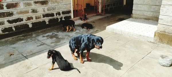 Rottweiler 