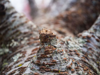 Close-up of snake on rock