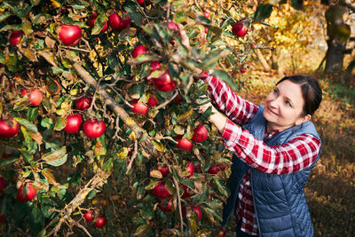 Woman picking ripe apples on farm. farmer grabbing apples from tree in orchard. fresh healthy fruits