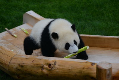 Close-up of a dog sitting on wood