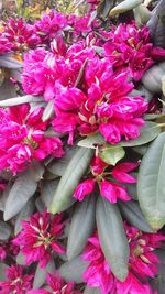 High angle view of pink flowering plant