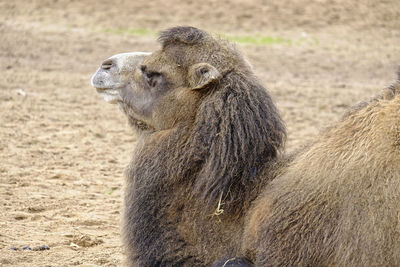 Close-up of gorilla sitting on land