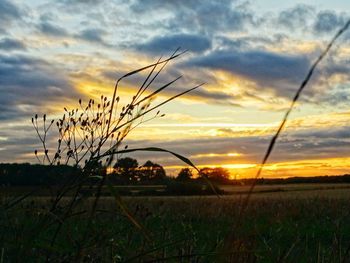 Scenic view of field against sky during sunset