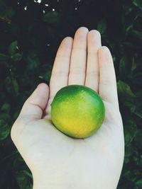 Close-up of cropped hand holding plant