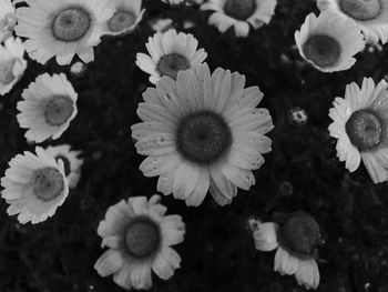 Close-up of flowers