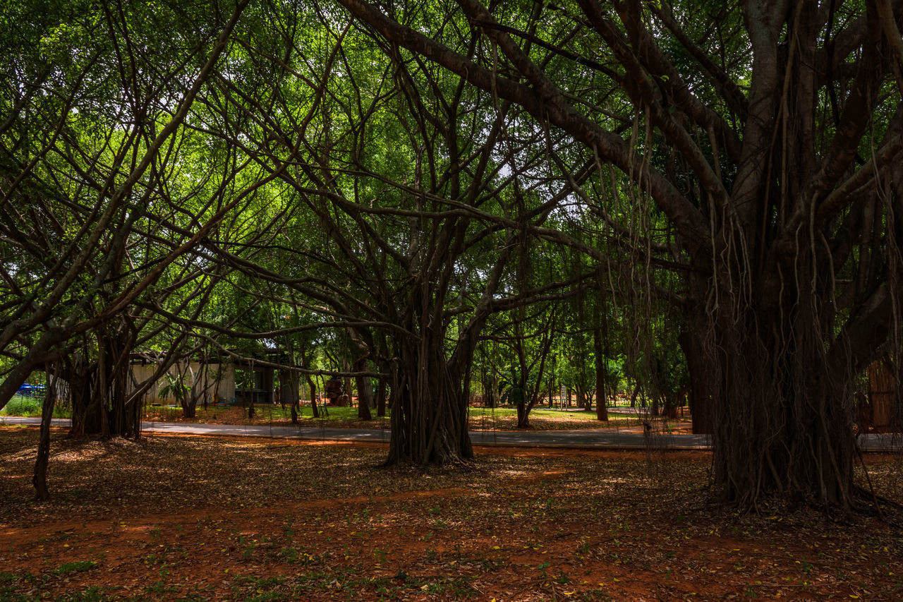 VIEW OF TREES IN PARK