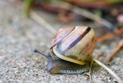 Close-up of snail