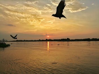 Seagull flying over sea against sky during sunset