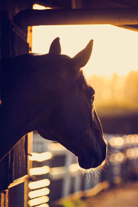 Close-up of horse against sky during sunset