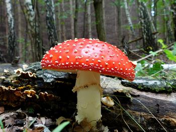 Close-up of fly agaric mushroom in forest