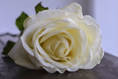 Close-up of white rose on table