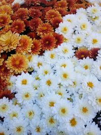 Full frame of white flowers