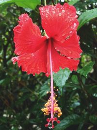 Close-up of wet red hibiscus flower in garden