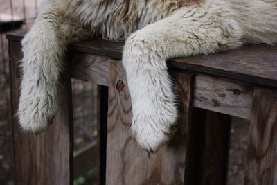 Dog's dirty paws close-up. stray dog