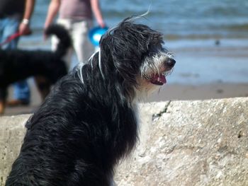 Close-up of dog looking away