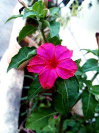 Close-up of pink flowers